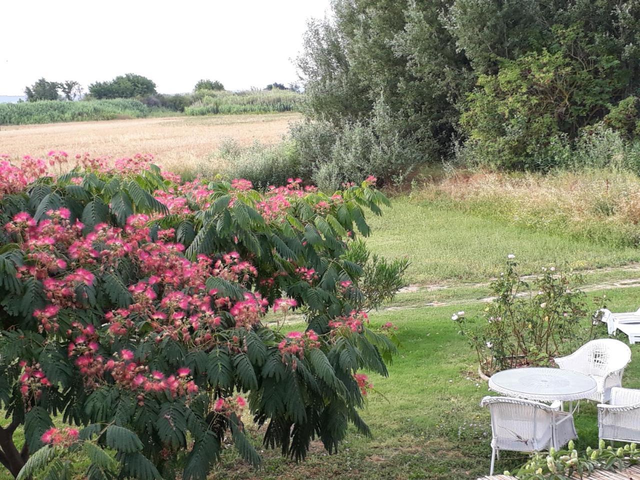 Aux Roses De L'Etang Ξενοδοχείο Capestang Εξωτερικό φωτογραφία